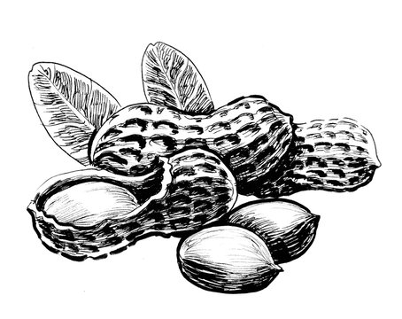 Groundnut Illustrations and Clipart 1877 Groundnut royalty free  illustrations and drawings available to search from thousands of stock  vector EPS clip art graphic designers