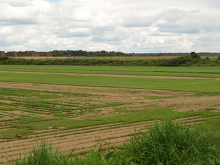 Obraz premium Anbaufläche für Rollrasen