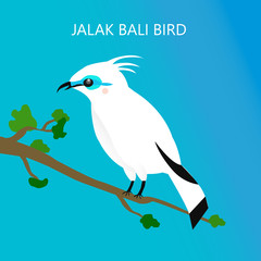 Fototapeta premium The Jalak Bali birds endemic species from Indonesia