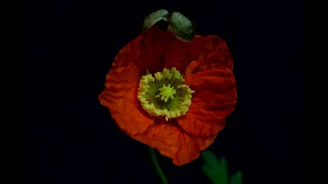 Orange Poppy flower blooming in a timelapse