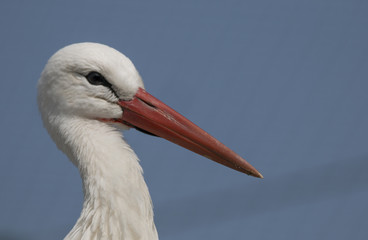 White stork