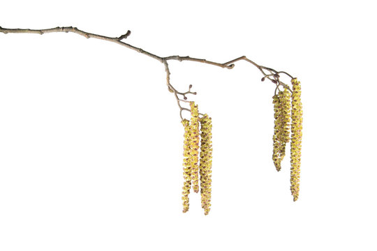 Alder branch with catkins isolated on white background