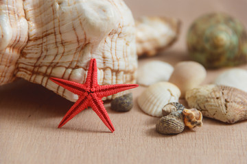 Seashells on light background