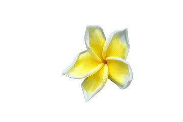 Plumeria flower yellow  isolated on white background and clipping path ( Common name pocynaceae,Frangipani , Pagoda tree, Temple tree )