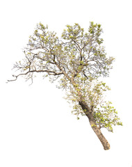 Naklejka premium Tree on white background