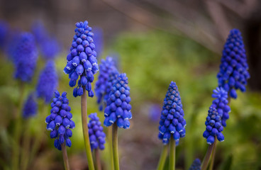 Traubenhyazinthe oder Bergm&auml;nnchen 