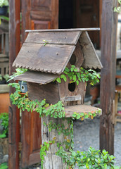 Wooden bird houses covered with ivy