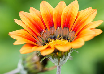 Feurige Blüte