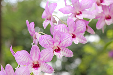 Bouquet of pink flowers orchids