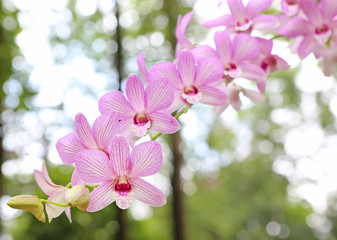 Bouquet of pink flowers orchids