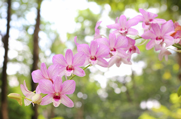 Bouquet of pink flowers orchids