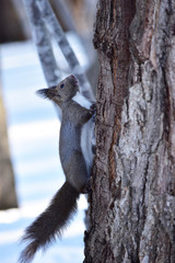 木を登る冬のリス