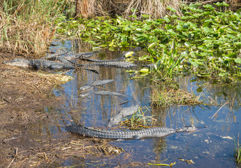 Group of American alligators at Evergaldes National park in florida
