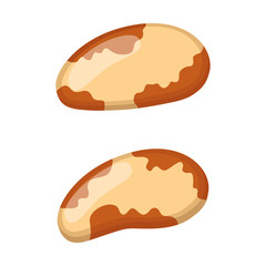 Brazil nuts. Vegetarian healthy organic food in cartoon flat style.