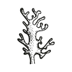 Coral sketch vector illustration