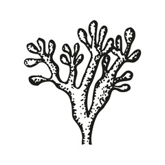 Coral sketch vector illustration isolated