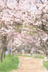 万博記念公園　梅園