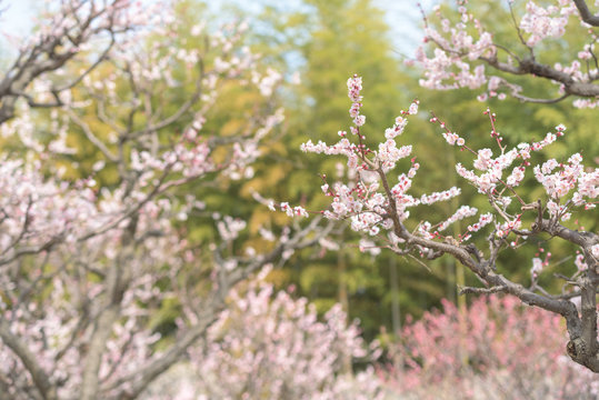 万博記念公園　梅園