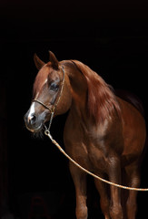 Head shot of a bay arabian horse against a dark stable background 