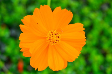 Orange flower and green leaves in the garden