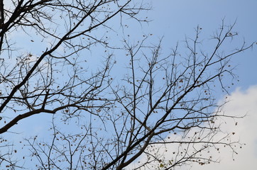 The tree in the garden at the city