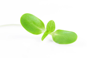 organic sunflower sprouts isolated on white background