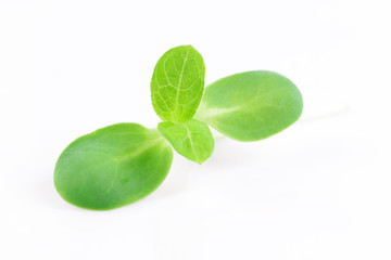 organic sunflower sprouts isolated on white background