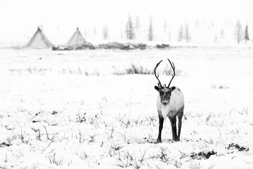 Reindeer grazes in the tundra in front of nomadic yurts nearby of polar circle at a cold winter day. © longtaildog