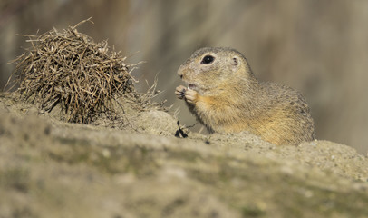 ground squirrel on a meadow