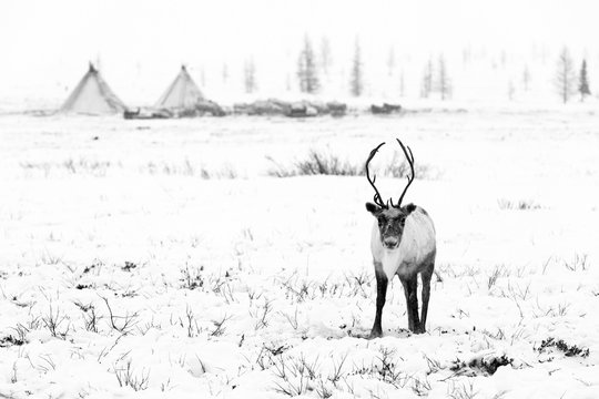 Reindeer grazes in the tundra in front of nomadic yurts nearby of polar circle at a cold winter day.