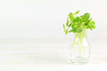 organic sunflower sprouts isolated on white background
