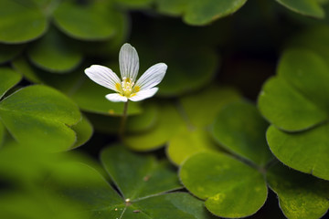 Small White Flower