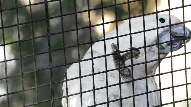 Caged white cockatoo in captivity in a animal park 