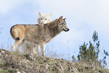 American wolfdog