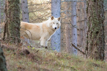 American wolfdog