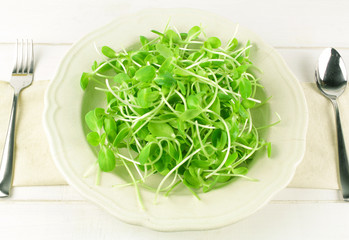 organic sunflower sprouts isolated on white background