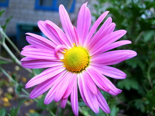 Obraz premium flower