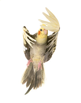 flying gray cockatiel