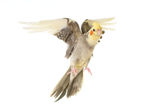 flying gray cockatiel