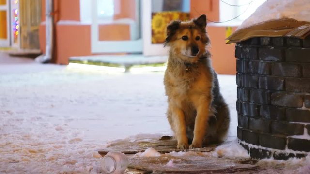 Poor street homeless dog sitting on the street during stormy snowy weather. People walk past a dog