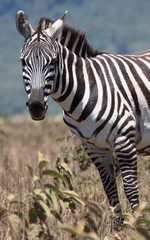 Plains zebra looking at camera