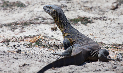 Nile monitor lizard