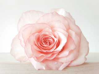 Rose flower