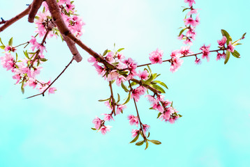 Pink flowers blossom on a blue sky background. Japan sakura blossom style 