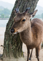 A deer on Miyajima Island
