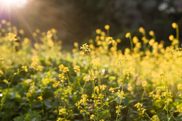 Fototapeta na wymiar Natural flower background. Amazing nature view of yellow flowers blooming in garden under sunset sunlight at summer day