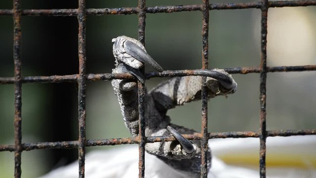 Claw of white cockatoo in a grid in captivity in zoo