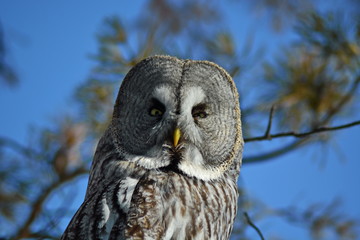 grey owl look look straight ahead