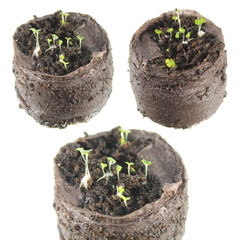 Seedling in a peat tablet isolated on white background. Seedling of thyme isolated on white...