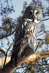 big grey owl